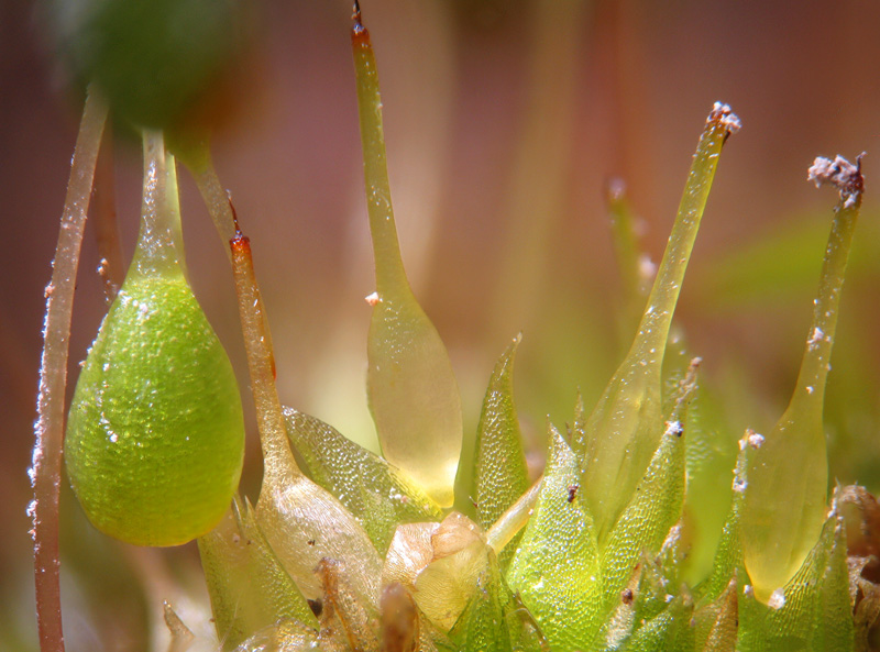 Funaria hygrometrica